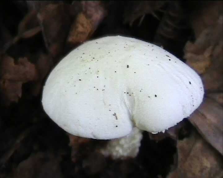 Cystoderma terreyi  var. nogalesii    Ban.Beltr. & Hein.